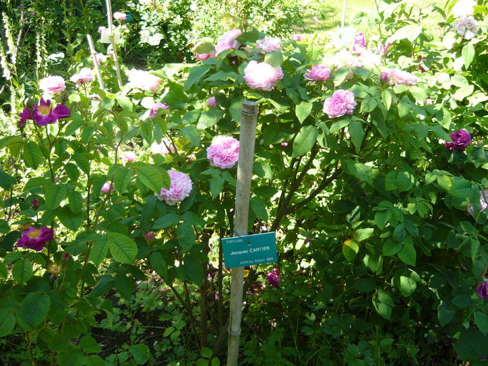 P1060366 - La Bonne Maison