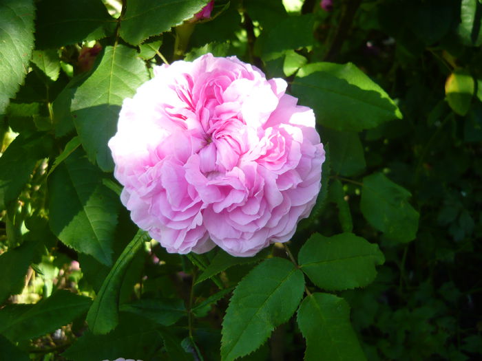 P1060367 - La Bonne Maison