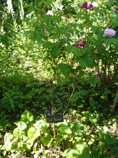 P1060370 - La Bonne Maison