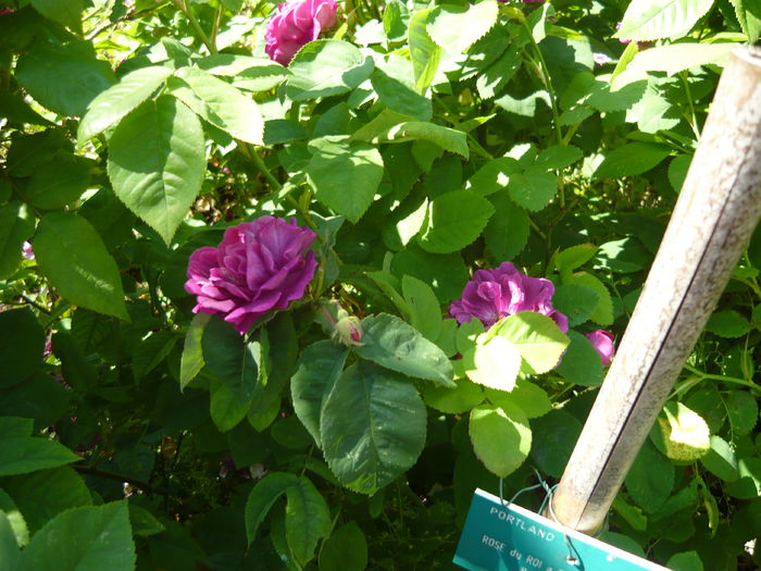 P1060372 - La Bonne Maison