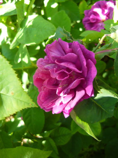 P1060374 - La Bonne Maison