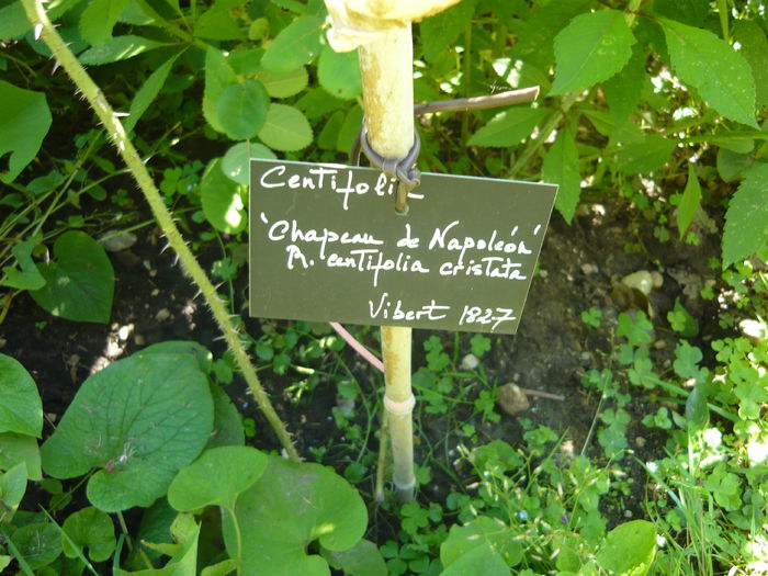 P1060377 - La Bonne Maison