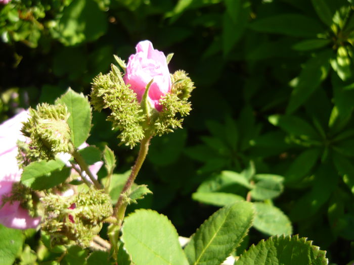 P1060378 - La Bonne Maison