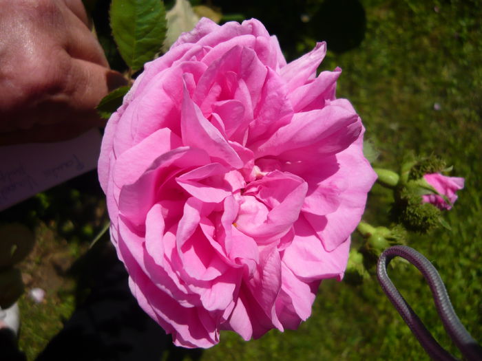 P1060380 - La Bonne Maison