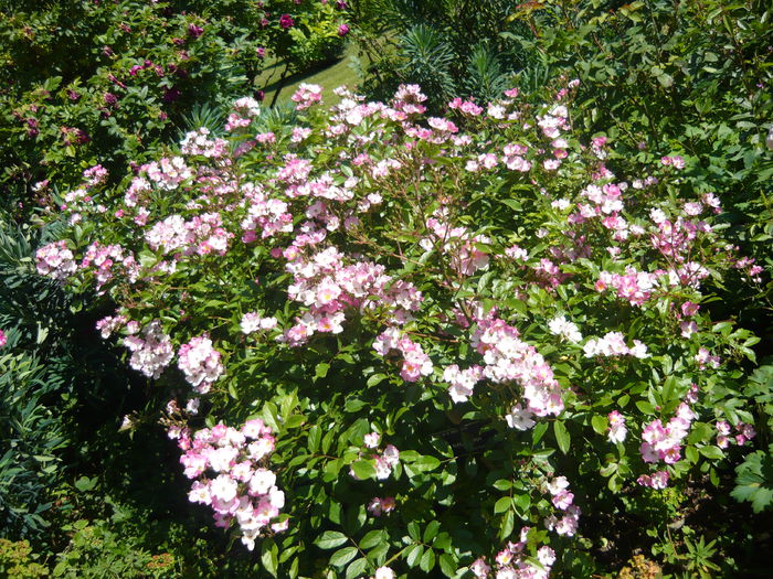 P1060383 - La Bonne Maison