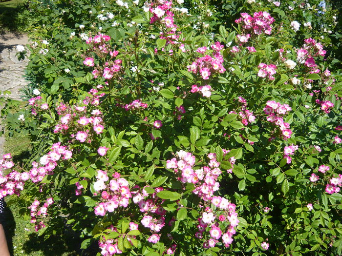 P1060385 - La Bonne Maison