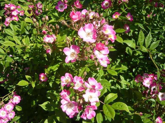 P1060386 - La Bonne Maison