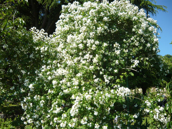 P1060387 - La Bonne Maison