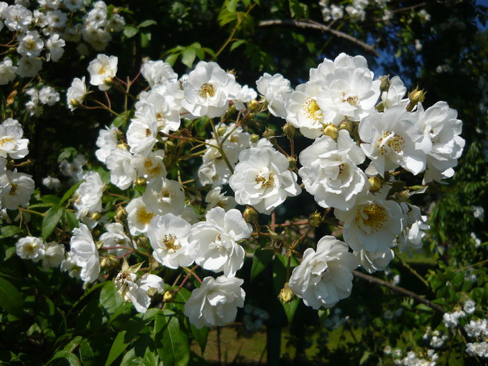 P1060388 - La Bonne Maison