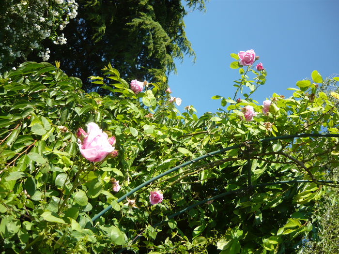 P1060389 - La Bonne Maison