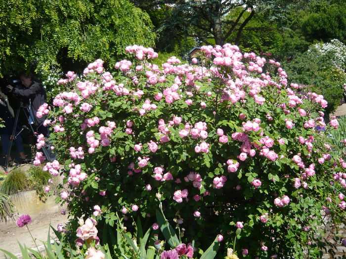 P1060394 - La Bonne Maison