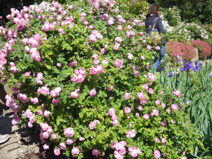 P1060395 - La Bonne Maison