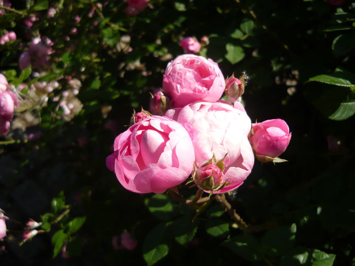 P1060396 - La Bonne Maison