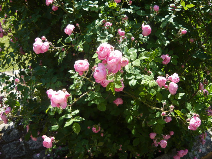 P1060398 - La Bonne Maison