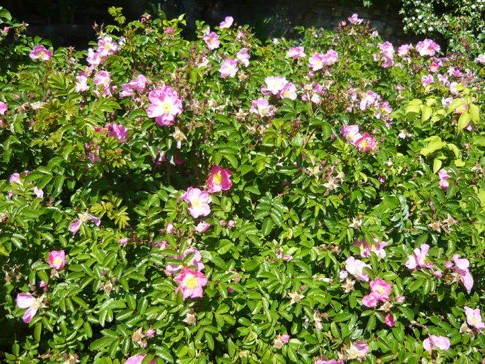 P1060399 - La Bonne Maison