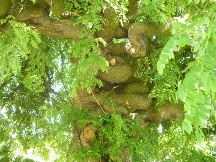 P1060401 - La Bonne Maison