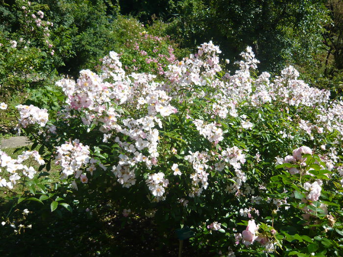 P1060404 - La Bonne Maison