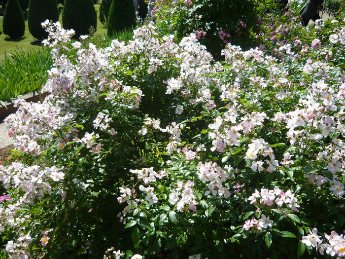 P1060406 - La Bonne Maison