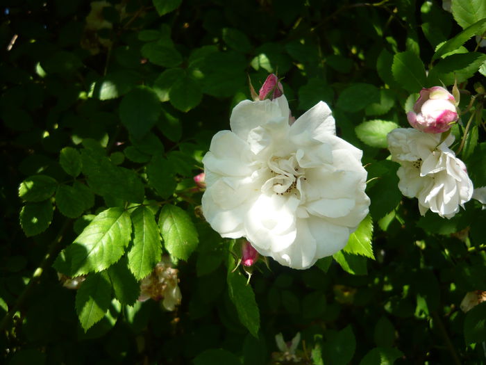 P1060409 - La Bonne Maison