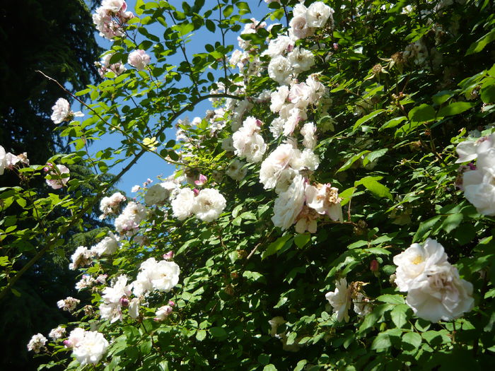 P1060410 - La Bonne Maison