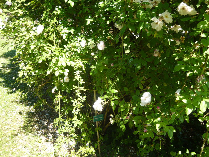 P1060412 - La Bonne Maison