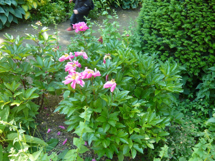 P1060417 - La Bonne Maison