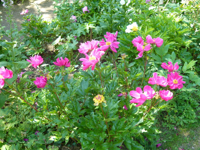 P1060418 - La Bonne Maison