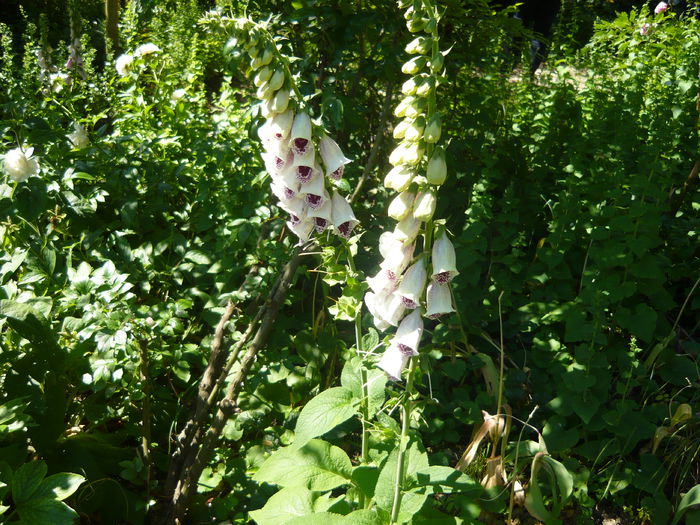 P1060420 - La Bonne Maison