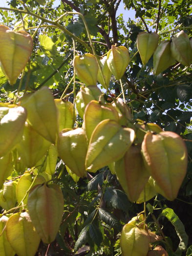 Asa se face dupa inflorire clopotelu - Arbusti ornamentali 2015