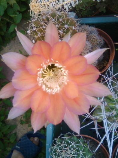 IMG_20150720_083324 - Flori de cactusi