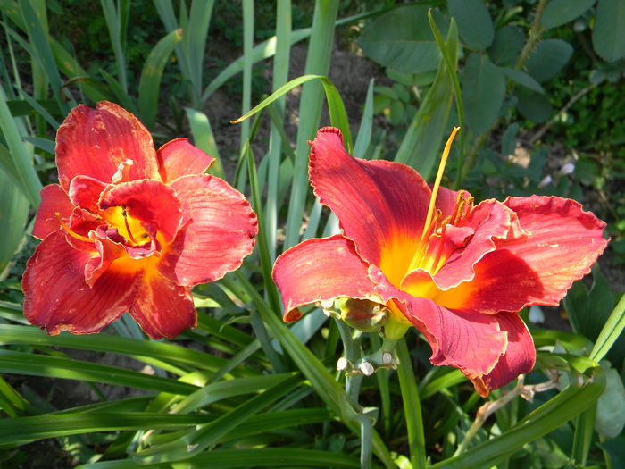 Highland lord - xx Colectie hemerocallis