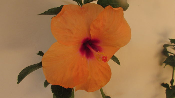 Mandarin Wind