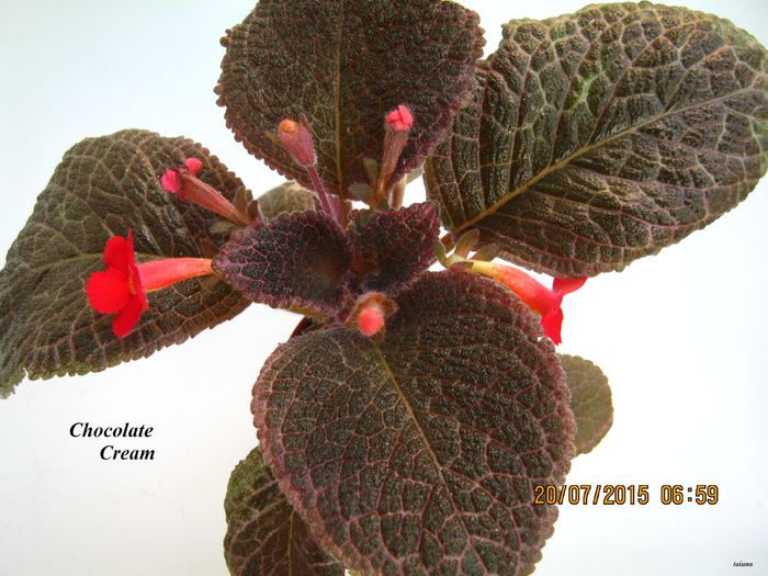 Chocolate Cream - Episcia_C