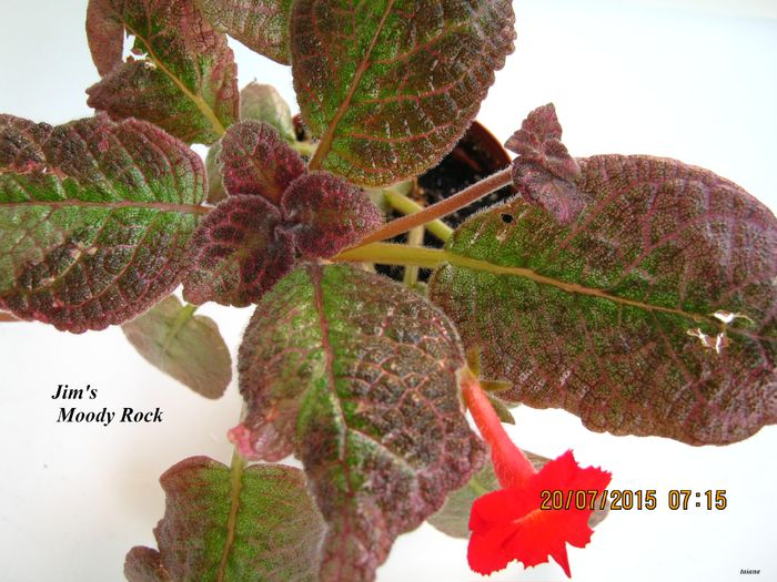 Jim s Moody Rock - Episcia_J