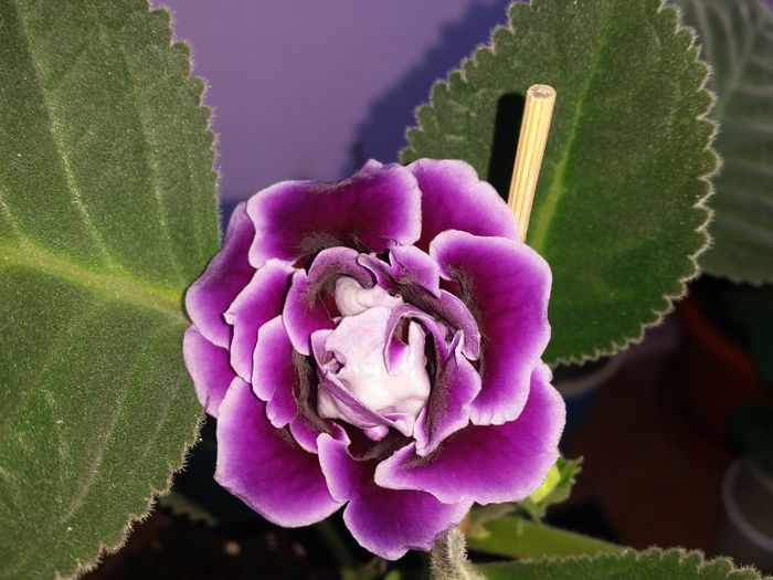 Allegro purple