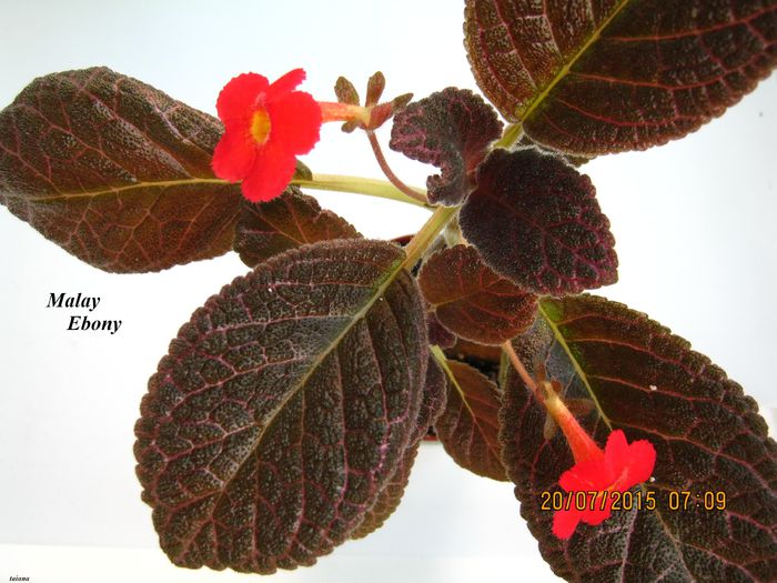 Malay Ebony - Episcia_M