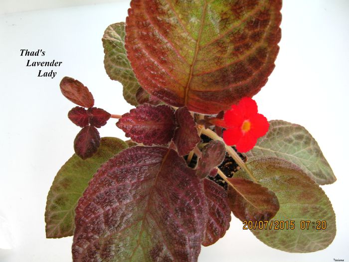 Thad s Lavender Lady - Episcia_T