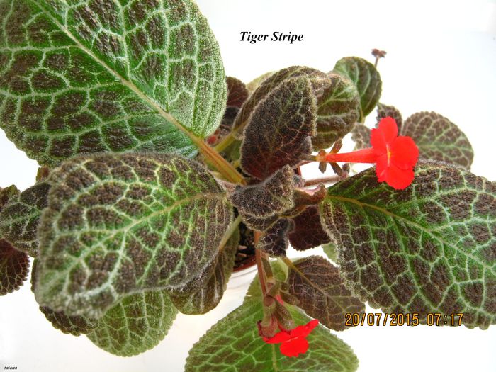 Tiger Stripe - Episcia_T