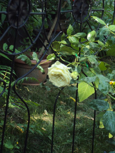 DSC02595