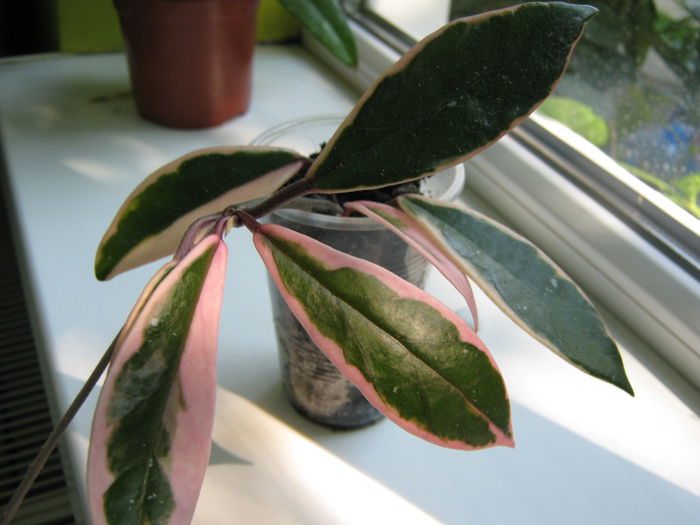 Picture My plants 4462