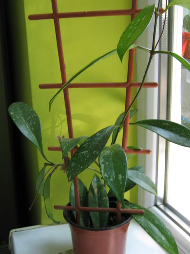 Picture My plants 4461