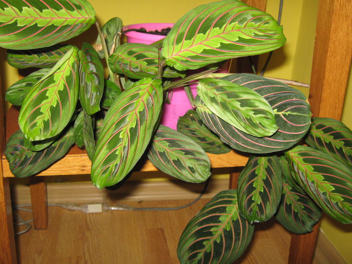 Picture My plants 4460