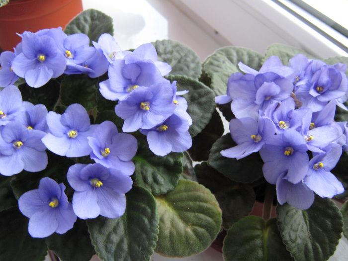 Picture My plants 4453