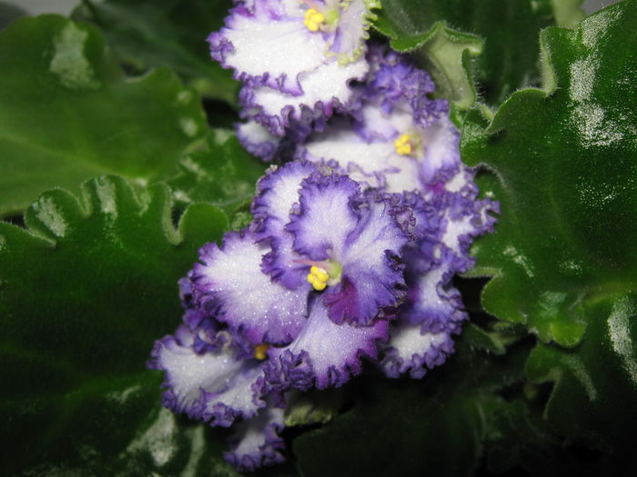 Picture My plants 4454 - Violete de Parma