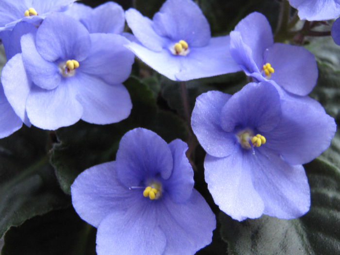 Picture My plants 4457