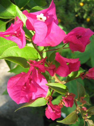 Picture My plants 4442