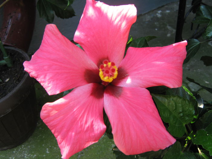 Picture My plants 4446 - Hibiscus Cairo Rosa