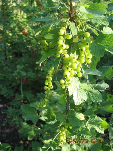 Picture 3627 - 3 ARBUSTI FRUCTIFERI SI ORNAMENTALI