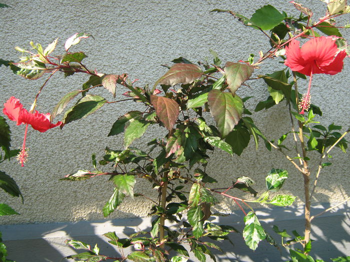 Picture My plants 4447 - HIBISCUSI 2015