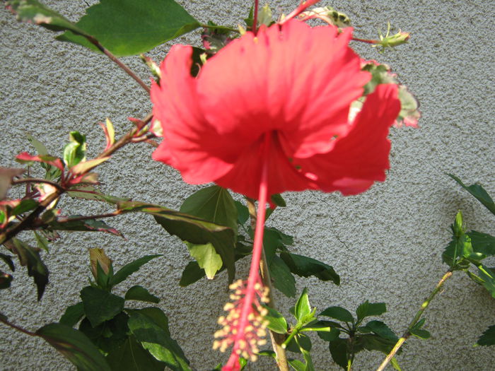 Picture My plants 4448 - HIBISCUSI 2015